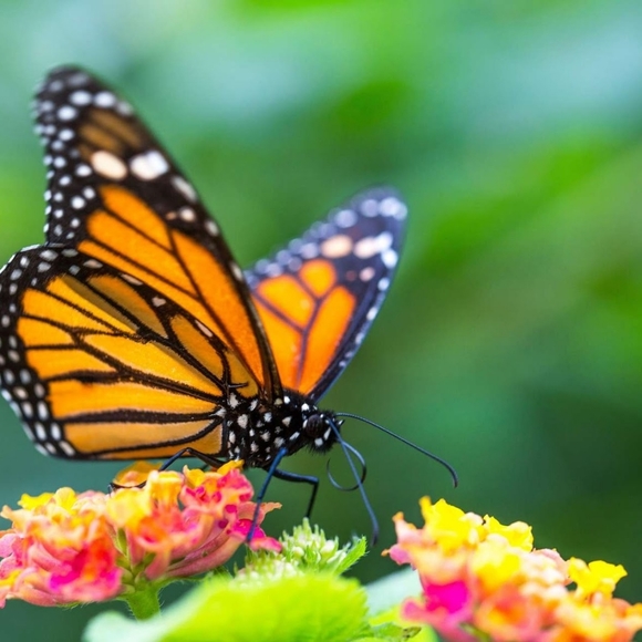 Meet your Posher, Denis - Picture 1 of 2